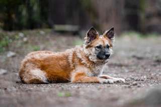 Необыкновенно преданная и скромная собака Лилу в добрые руки