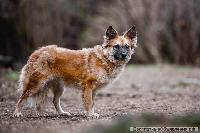 Необыкновенно преданная и скромная собака Лилу в добрые руки