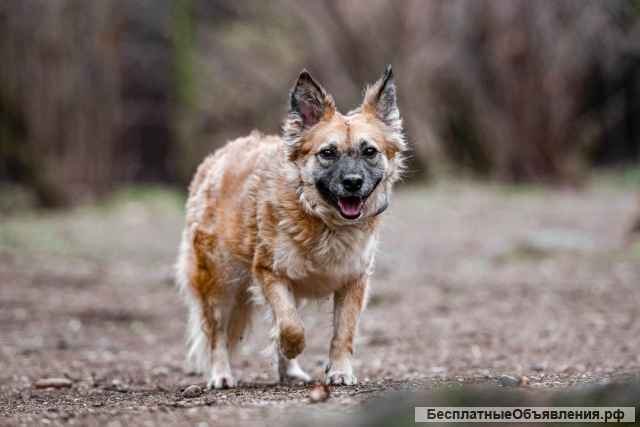 Необыкновенно преданная и скромная собака Лилу в добрые руки