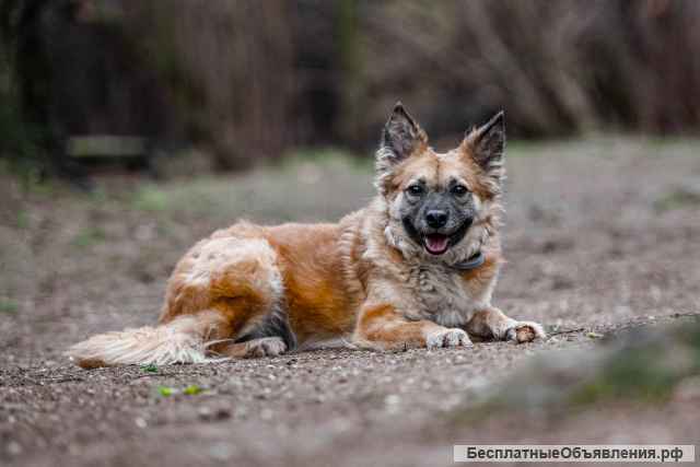 Необыкновенно преданная и скромная собака Лилу в добрые руки
