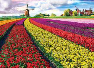 Работа в Нидерландах: Выращивание цветов