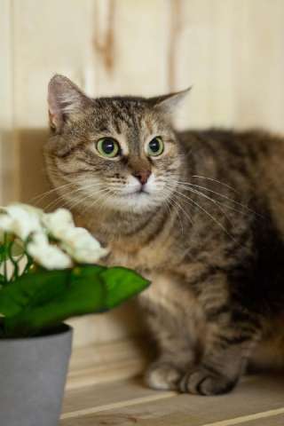 Дуся, кошечка из Вашего детства в добрые руки