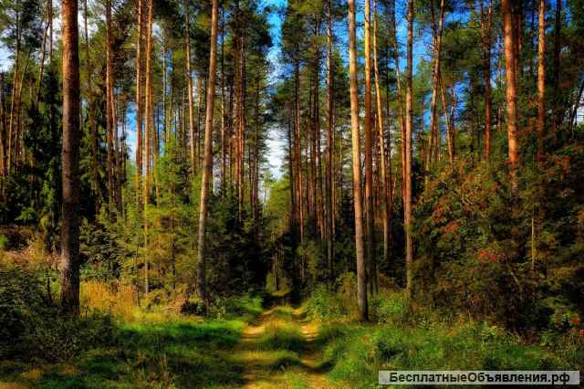 Земельный участок в коттеджном поселке Традиции Московской области Богородский г.о.
