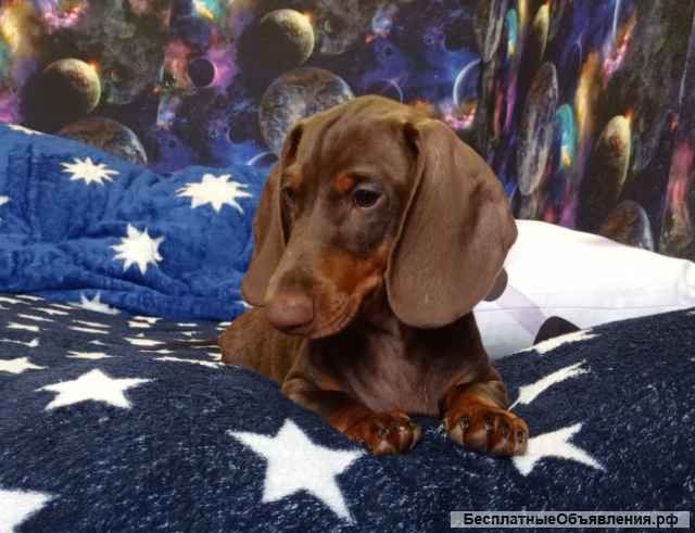 Щенки таксы стандартной