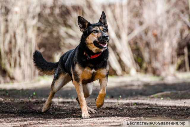 Милая и доверчивая собака Феличита в добрые руки