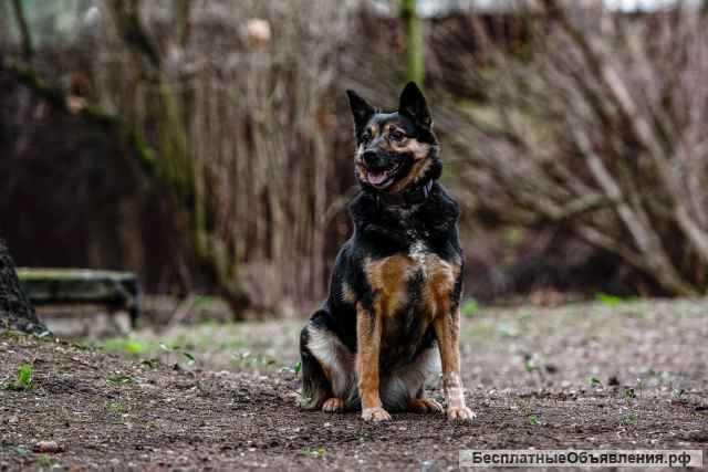 Умная и послушная собака Мэри в добрые руки