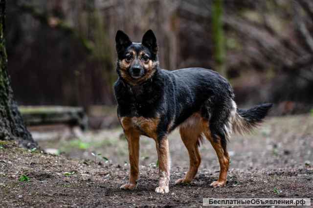 Умная и послушная собака Мэри в добрые руки