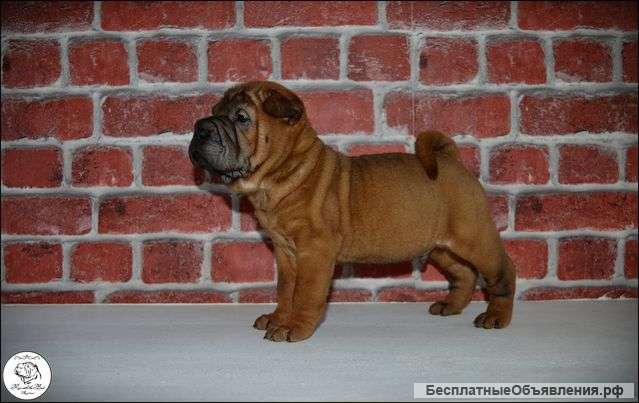 Помет шарпея