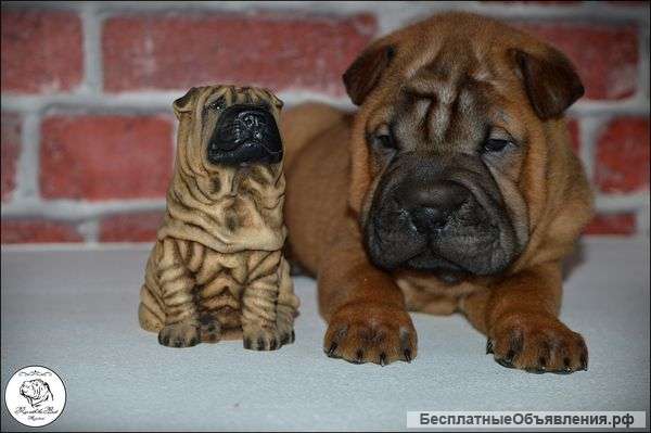 Помет шарпея