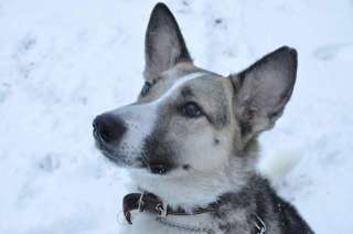 Позитивная собака Лесси в добрые руки