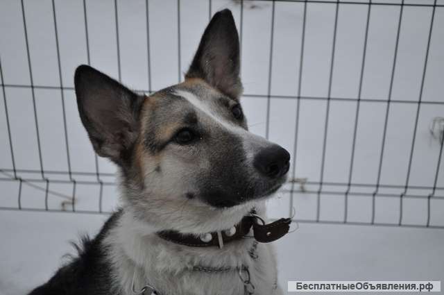 Позитивная собака Лесси в добрые руки