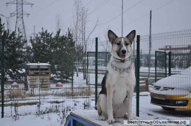Позитивная собака Лесси в добрые руки