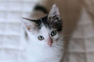 Крошка котенок Стефания в добрые руки