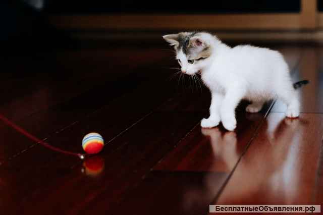 Крошка котенок Стефания в добрые руки