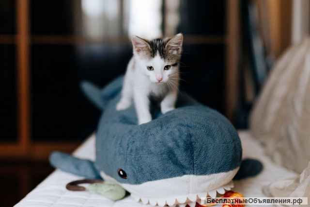 Крошка котенок Стефания в добрые руки