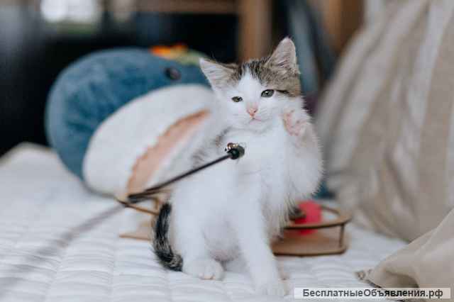 Крошка котенок Стефания в добрые руки