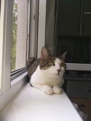 Котёнок-подросток Фоксик в добрые руки