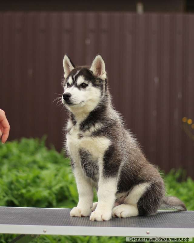 Сибирский хаски (питомник)