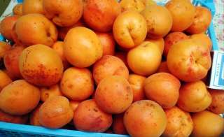 Крупный абрикос в Луганске. Сорт Персиковый.