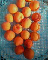 Абрикос в Луганске. Сорт Персиковый.