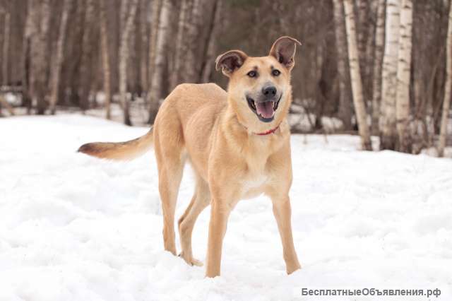 Длинноногая красавица Лилит ищет дом