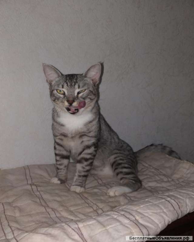 Красавец позитивный котик Тёша в добрые руки