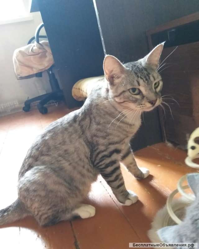 Красавец позитивный котик Тёша в добрые руки