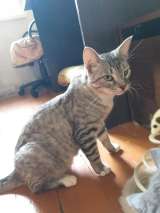 Красавец позитивный котик Тёша в добрые руки