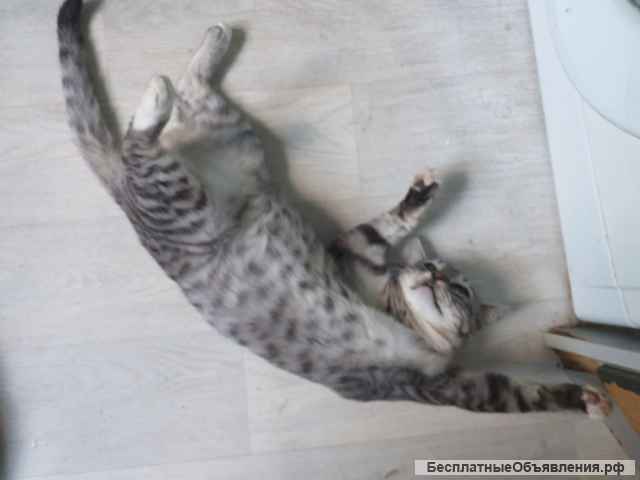 Красавец позитивный котик Тёша в добрые руки