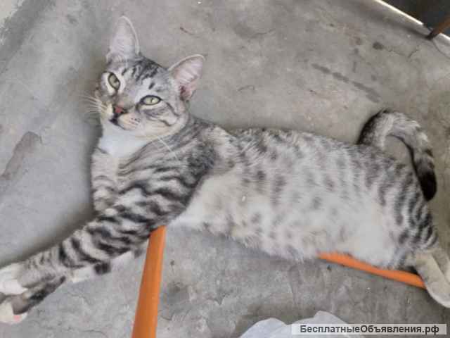 Красавец позитивный котик Тёша в добрые руки