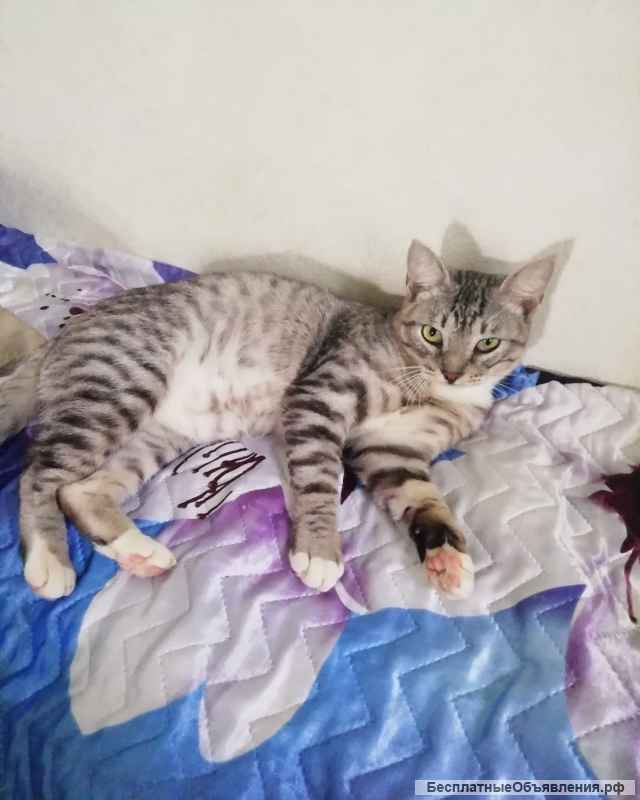 Красавец позитивный котик Тёша в добрые руки