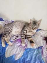 Красавец позитивный котик Тёша в добрые руки