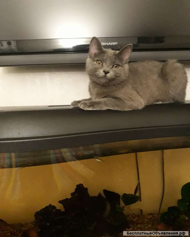 Британские котята