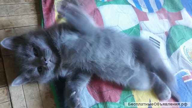 Британские котята