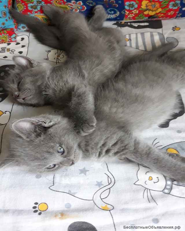 Британские котята