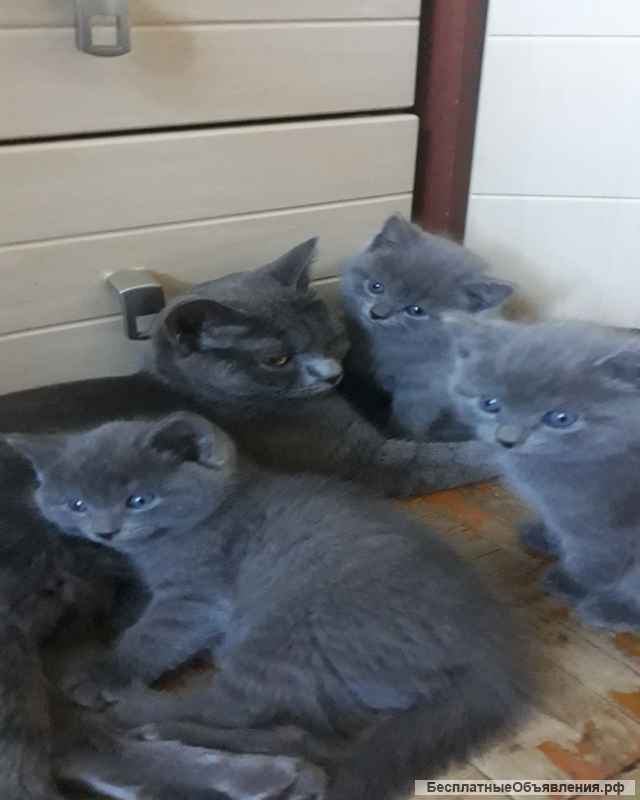 Британские котята