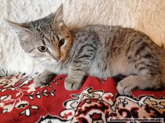 Милый мурчащий котенок Бася в добрые руки