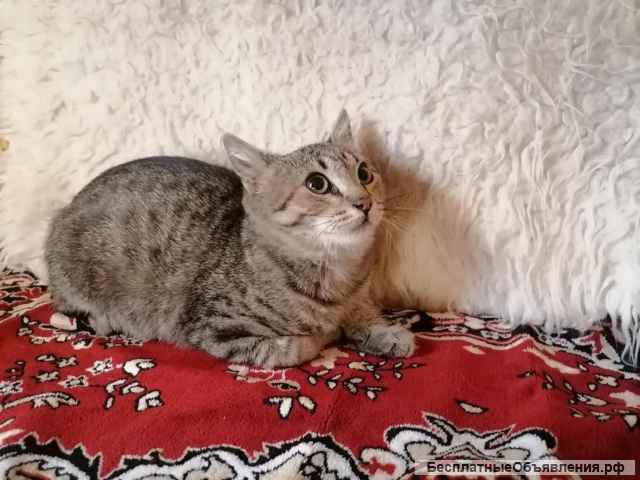 Милый мурчащий котенок Бася в добрые руки