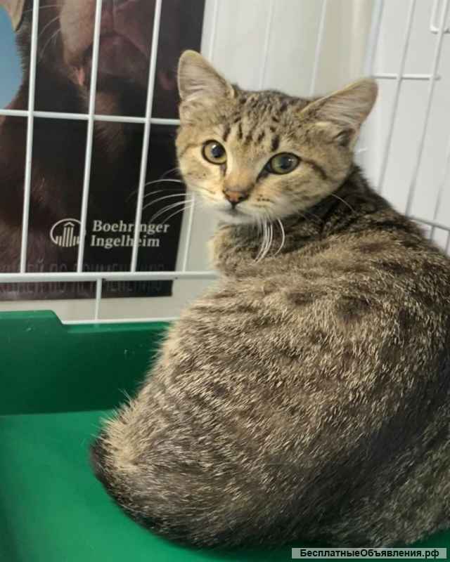 Милый мурчащий котенок Бася в добрые руки