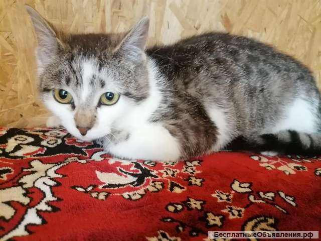 Котенок Тёпа в поиске добрых рук