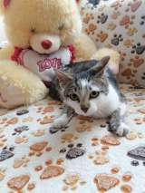 Котенок Тёпа в поиске добрых рук