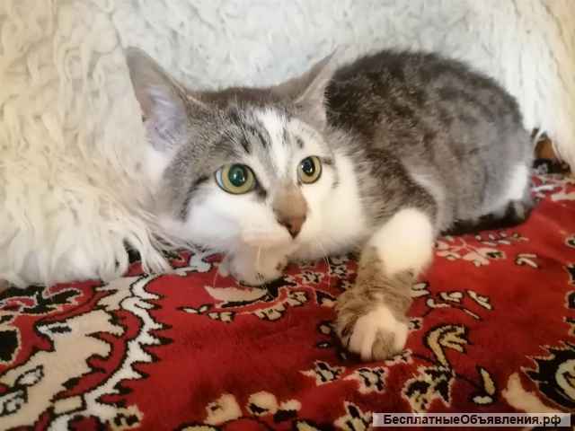 Котенок Тёпа в поиске добрых рук