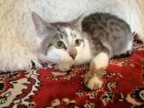 Котенок Тёпа в поиске добрых рук