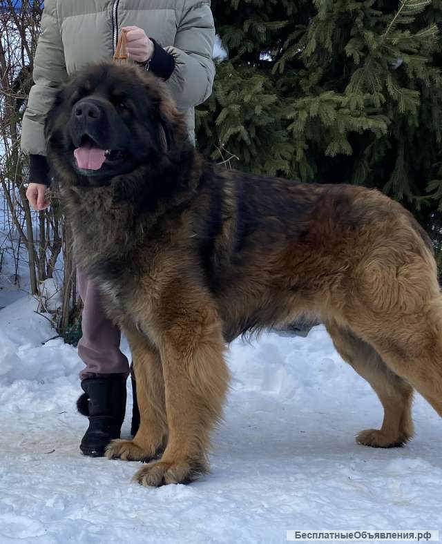 Щенки леонбергера 2 месяца