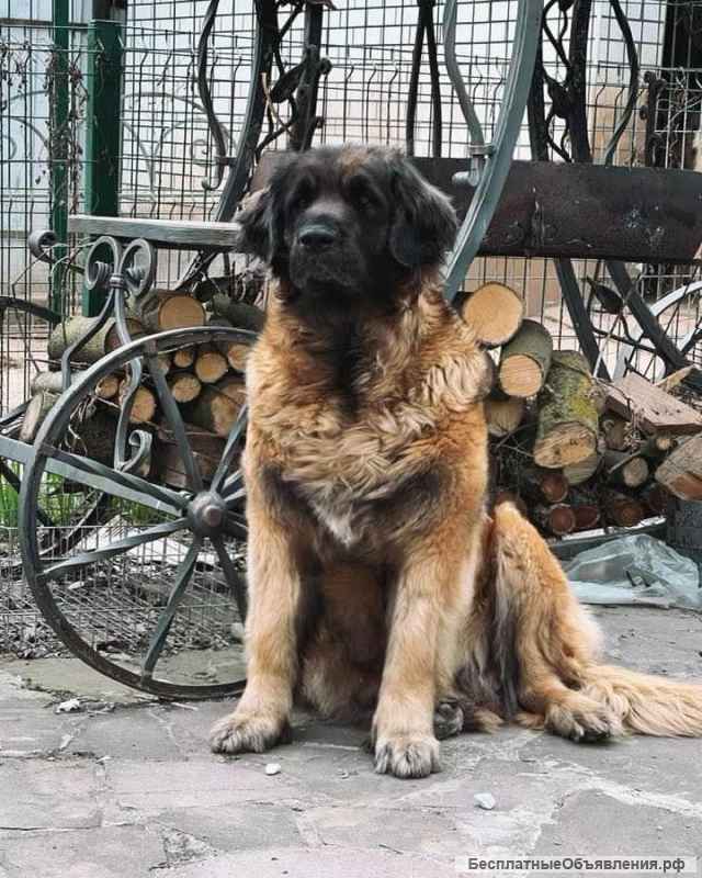 Щенки леонбергера 2 месяца