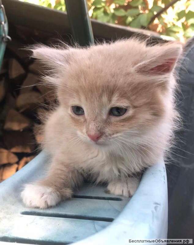 Котеночек в носочках Персик в добрые руки