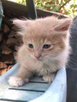 Котеночек в носочках Персик в добрые руки