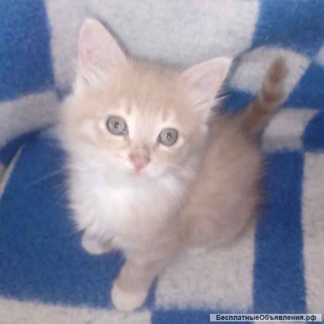 Котеночек в носочках Персик в добрые руки