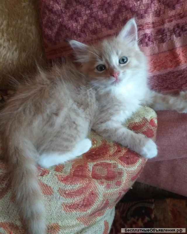 Котеночек в носочках Персик в добрые руки