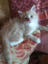 Котеночек в носочках Персик в добрые руки